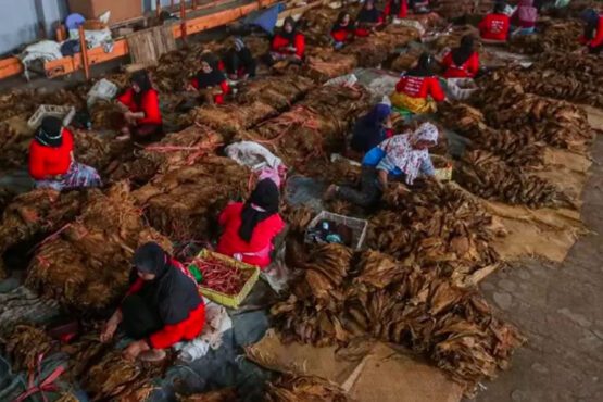 Tantangan yang Dihadapi Ekosistem Pertembakauan di Indonesia (Foto: JawaPos.com)