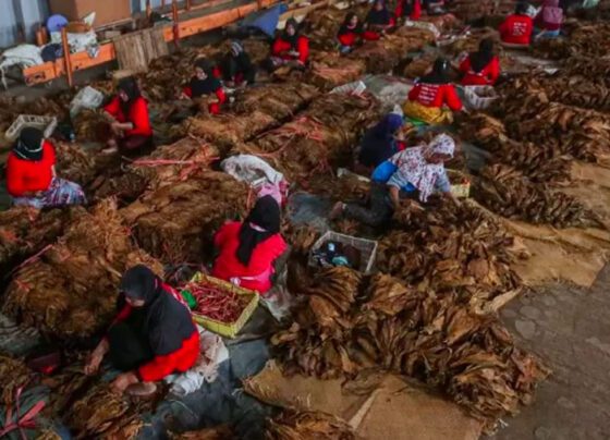 Tantangan yang Dihadapi Ekosistem Pertembakauan di Indonesia (Foto: JawaPos.com)