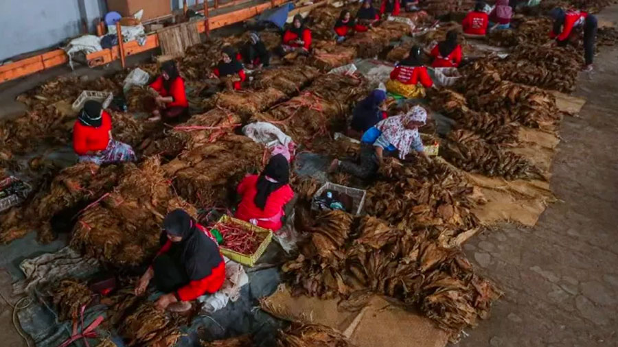 Tantangan yang Dihadapi Ekosistem Pertembakauan di Indonesia (Foto: JawaPos.com)