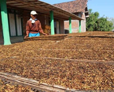 Petani tembakau Bojonegoro