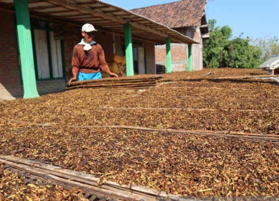 Petani tembakau Bojonegoro