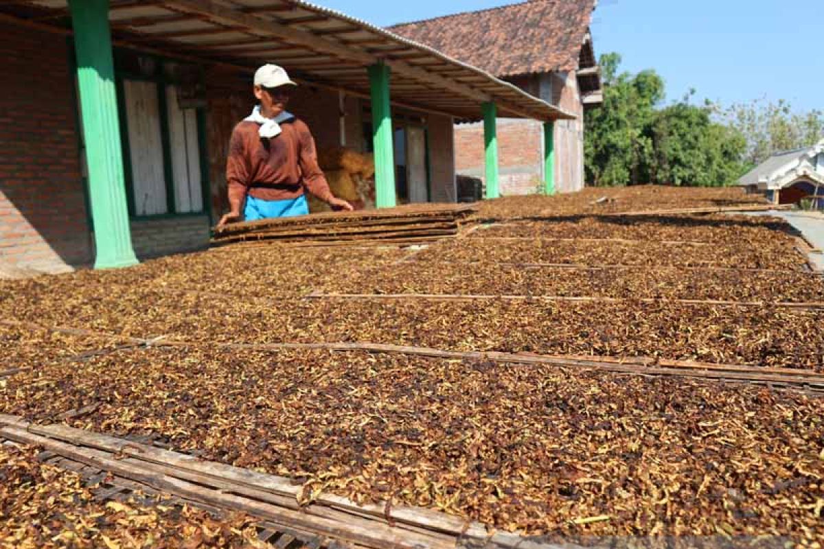 Petani tembakau Bojonegoro