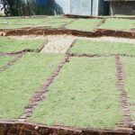 Produktivitas Tembakau di Ngawi Meningkat Signifikan, Petani Rasakan Manfaat Cuaca dan Harga