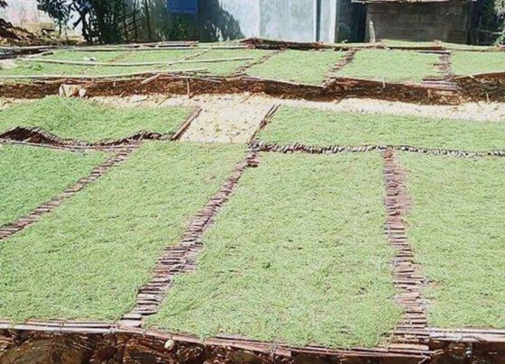 Tembakau Gayo, Warisan Budaya dan Kebanggaan Masyarakat Aceh (Foto: Distanbun Aceh)