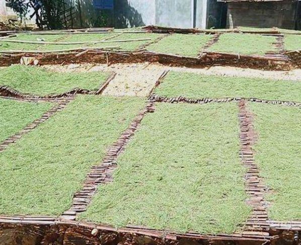 Tembakau Gayo, Warisan Budaya dan Kebanggaan Masyarakat Aceh (Foto: Distanbun Aceh)