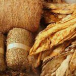 Tradisi Tungguk Tembakau, Keajaiban Panen di Pedesaan