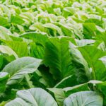 Fujiko Fujio, Mangaka Legendaris yang Mengisi Masa Kecil Generasi Milenial dan Gen Z