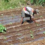 Dampak Peraturan Pemerintah Terhadap Ekosistem Pertembakauan di Indonesia