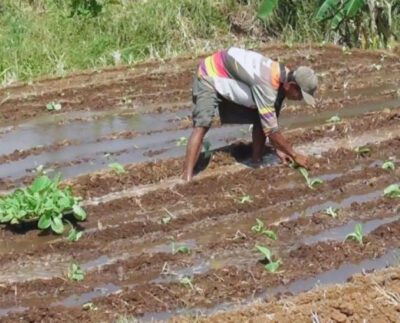 Uji Coba Penanaman Tembakau di Lahan Tidak Produktif oleh Dispertan Kudus (Foto: ANTARA/HO-Dispetan Kudus)