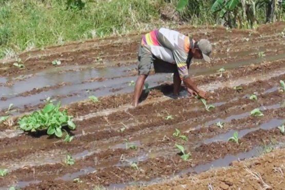 Uji Coba Penanaman Tembakau di Lahan Tidak Produktif oleh Dispertan Kudus (Foto: ANTARA/HO-Dispetan Kudus)