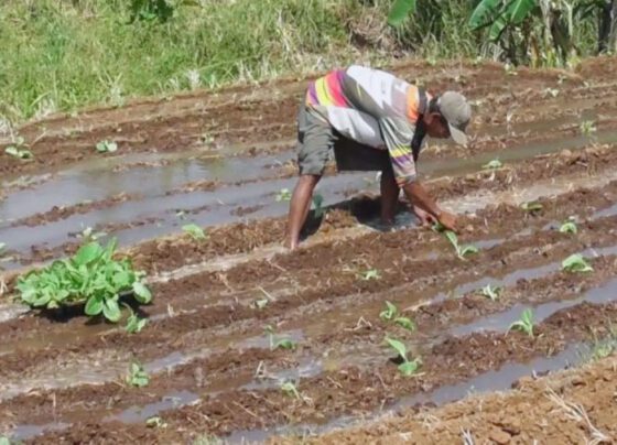 Uji Coba Penanaman Tembakau di Lahan Tidak Produktif oleh Dispertan Kudus (Foto: ANTARA/HO-Dispetan Kudus)