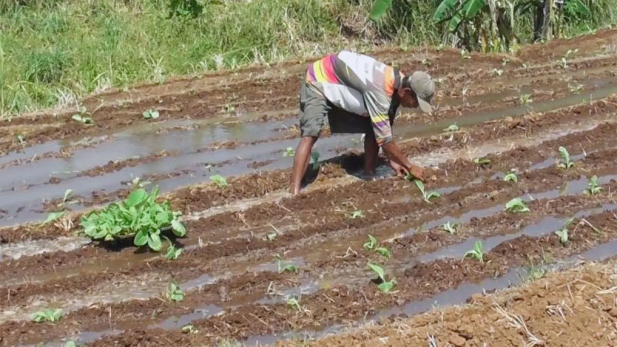 Uji Coba Penanaman Tembakau di Lahan Tidak Produktif oleh Dispertan Kudus (Foto: ANTARA/HO-Dispetan Kudus)