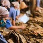 Petani se-Jatim Kompak Tolak Pengaturan Tembakau di PP Kesehatan dan Aturan Kemasan Rokok Polos Tanpa Merek