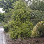 Miris!Event Organizer Kehilangan Pendapatan, Jika Kawasan Tanpa Rokok Diberlakukan di Pekanbaru