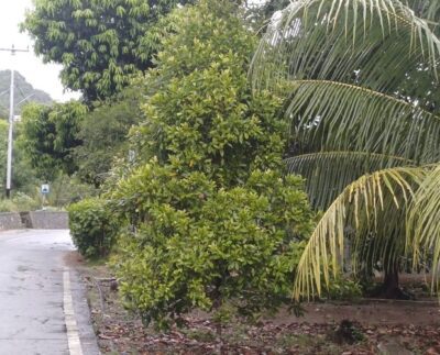 Tanaman cengkeh warga Pulau Serasan