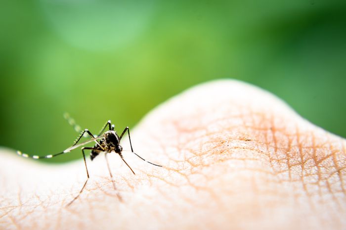 Agar Nyamuk Demam Berdarah Tak Sempat Bertelur